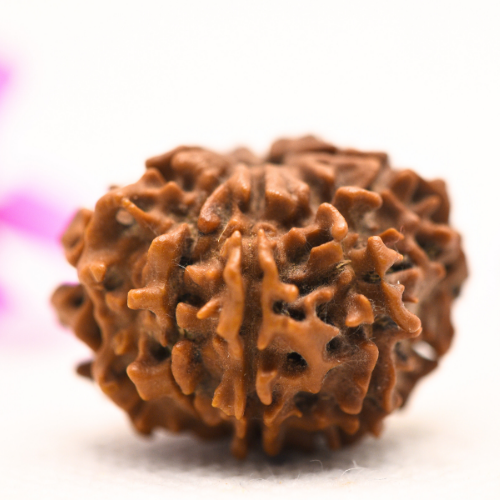 8 Mukhi Nepali Rudraksha - Large