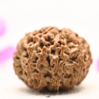8 Mukhi Nepali Rudraksha - Large