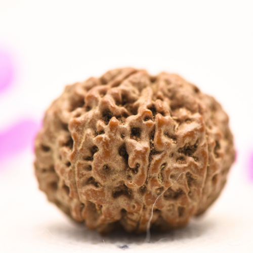 8 Mukhi Nepali Rudraksha - Large