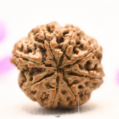 8 Mukhi Nepali Rudraksha - Large