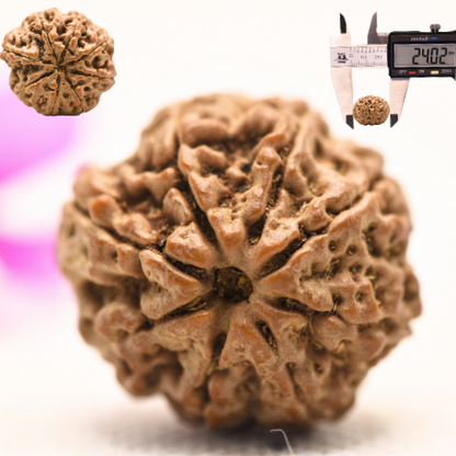 8 Mukhi Nepali Rudraksha - Large
