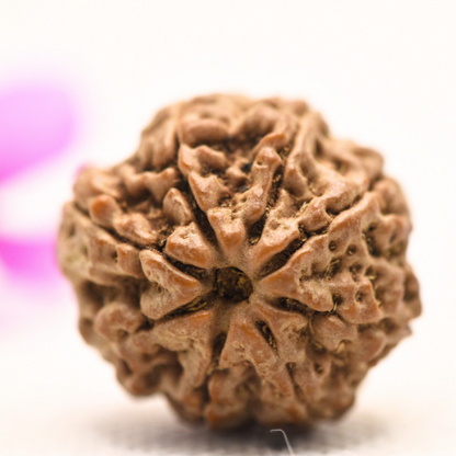 8 Mukhi Nepali Rudraksha - Large