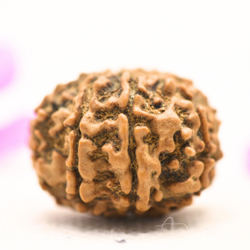 8 Mukhi Nepali Rudraksha - Large