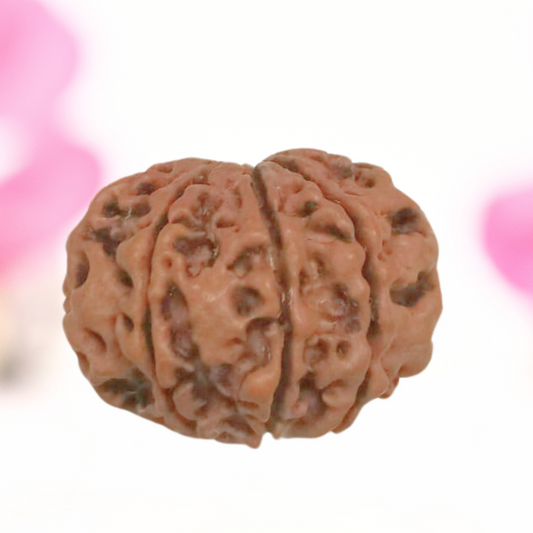 8 Mukhi Nepali Rudraksha - Large