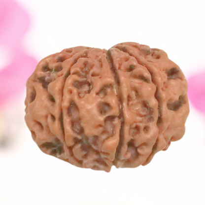 8 Mukhi Nepali Rudraksha - Large