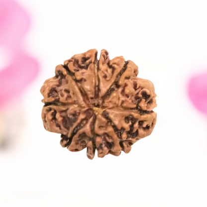 8 Mukhi Nepali Rudraksha - Large