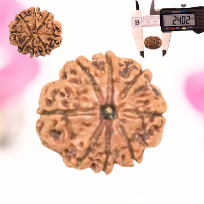 8 Mukhi Nepali Rudraksha - Large
