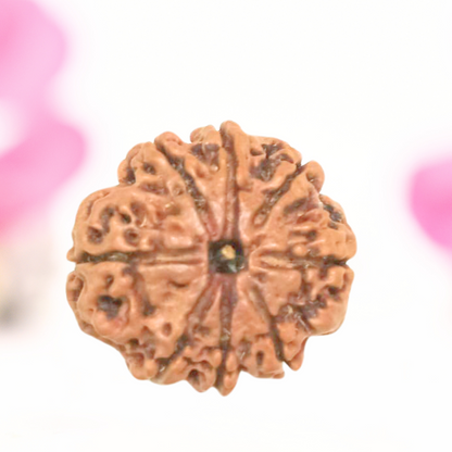 8 Mukhi Nepali Rudraksha - Large