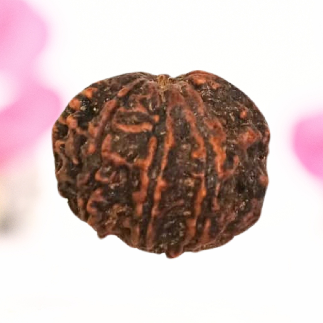 8 Mukhi Nepali Rudraksha - Large