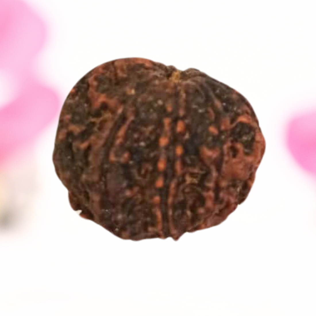 8 Mukhi Nepali Rudraksha - Large
