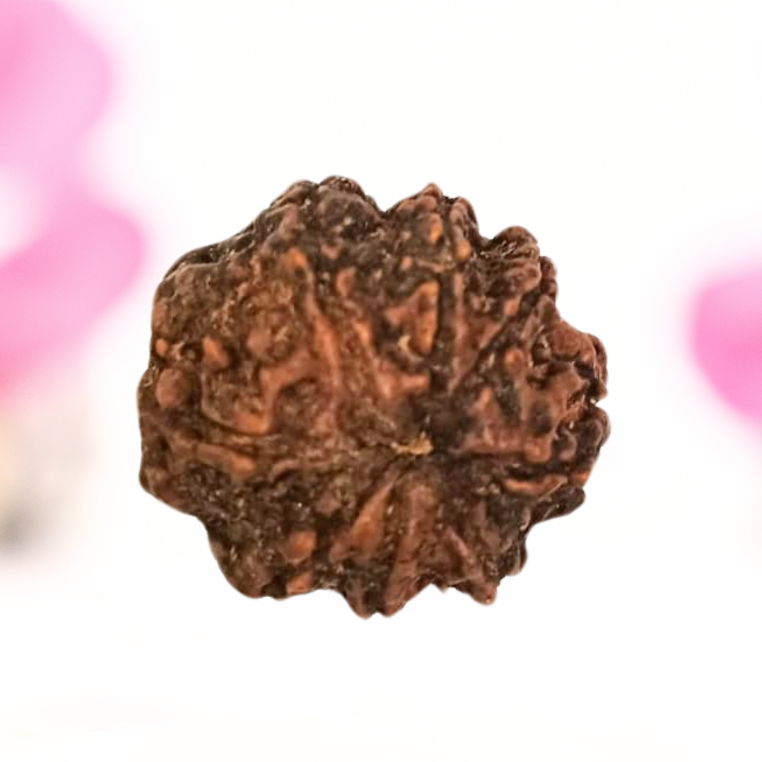 8 Mukhi Nepali Rudraksha - Large