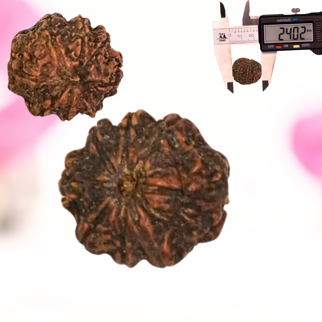 8 Mukhi Nepali Rudraksha - Large
