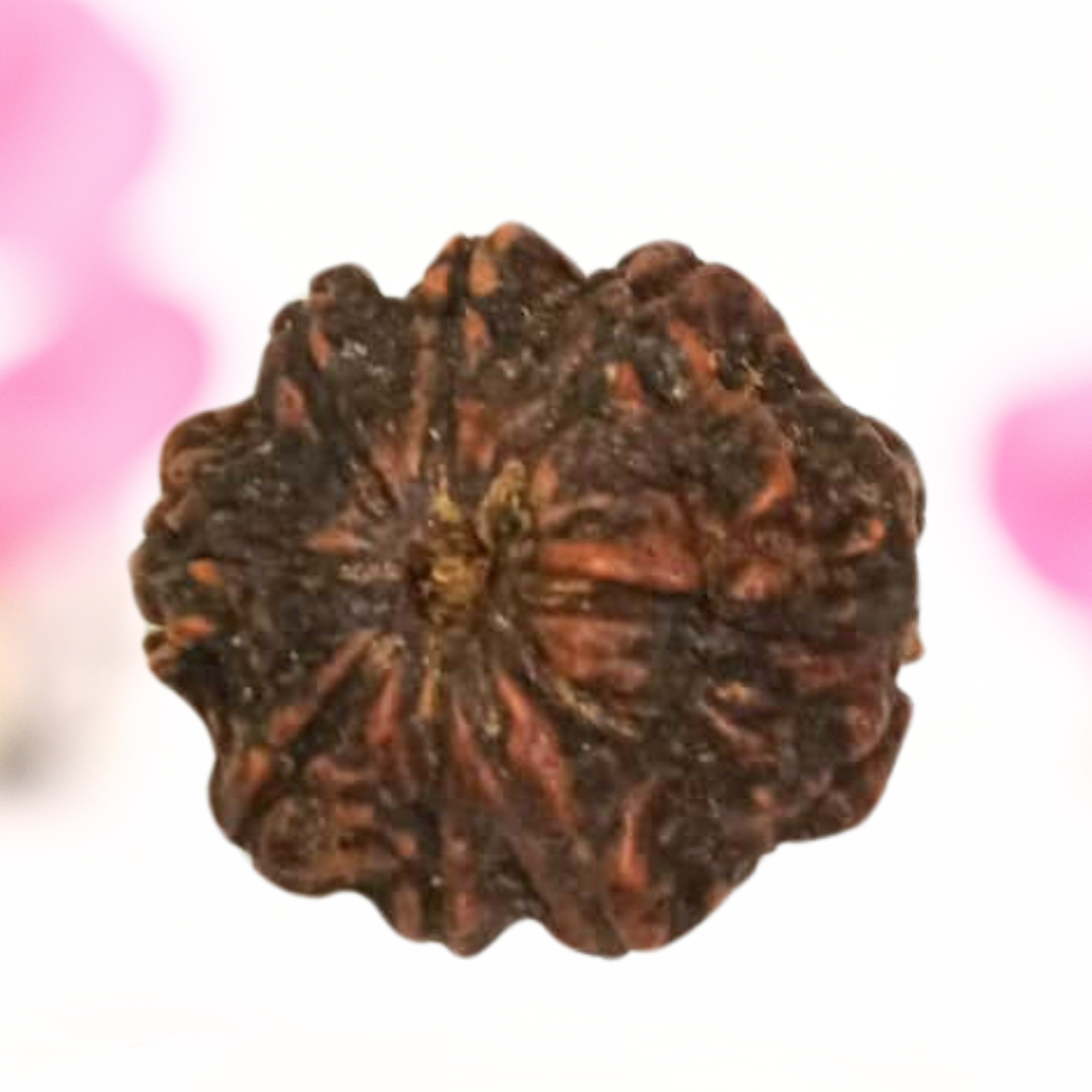 8 Mukhi Nepali Rudraksha - Large