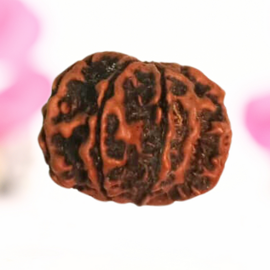 8 Mukhi Nepali Rudraksha - Large