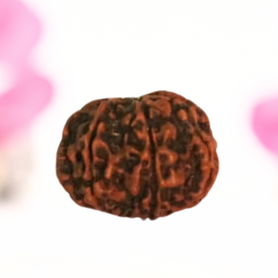 8 Mukhi Nepali Rudraksha - Large