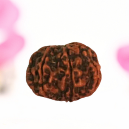 8 Mukhi Nepali Rudraksha - Large
