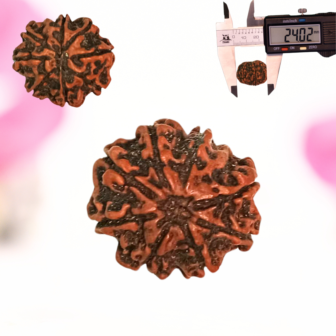 8 Mukhi Nepali Rudraksha - Large