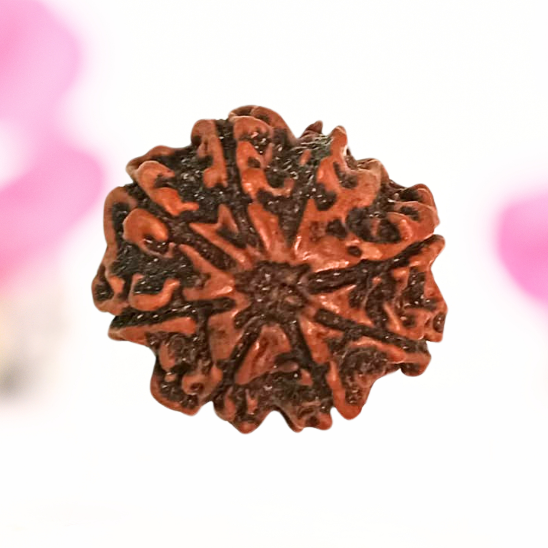 8 Mukhi Nepali Rudraksha - Large