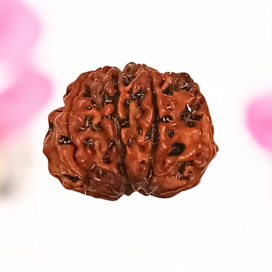 8 Mukhi Nepali Rudraksha - Large