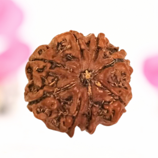 8 Mukhi Nepali Rudraksha - Large