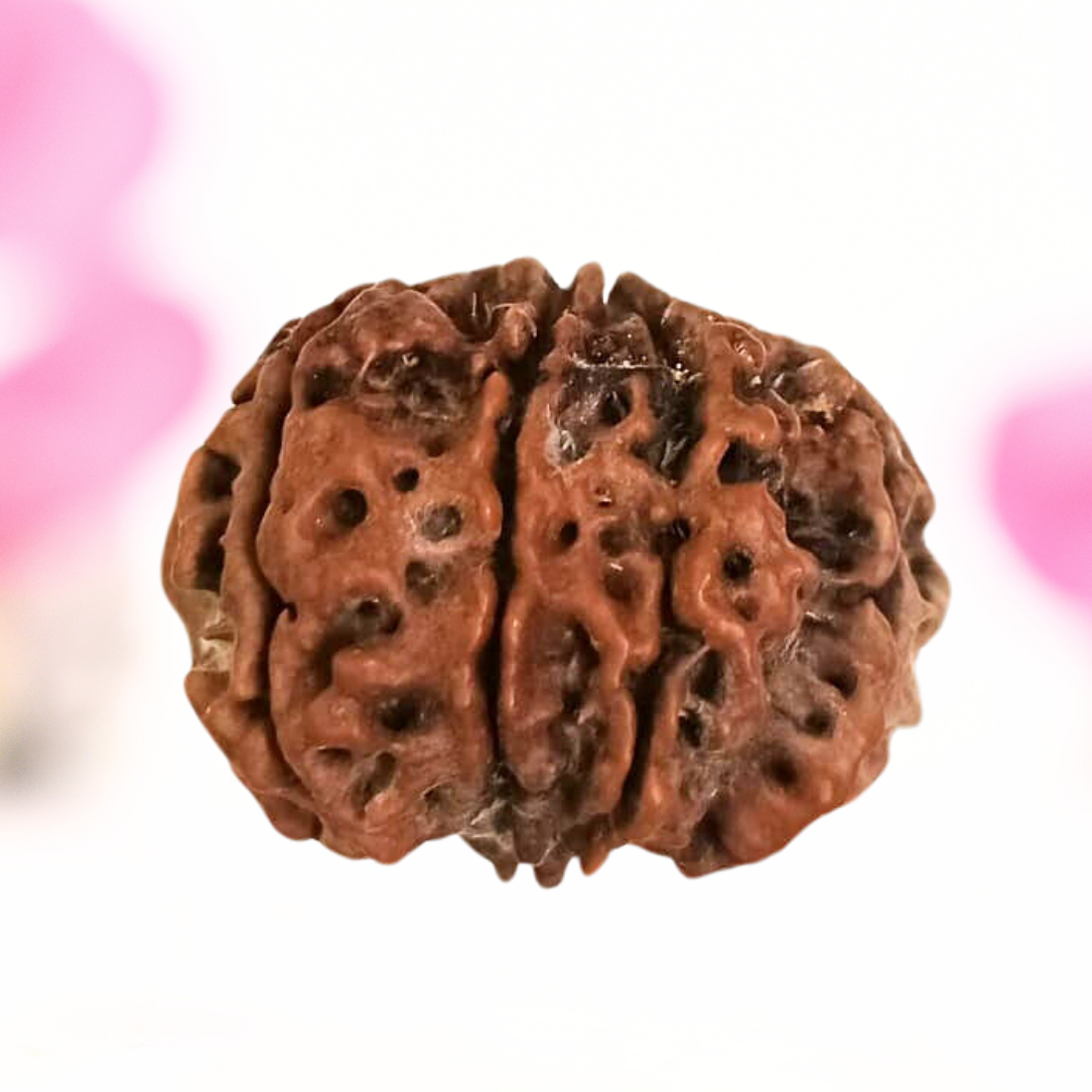 8 Mukhi Nepali Rudraksha - Large