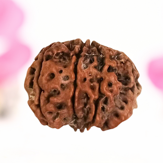 8 Mukhi Nepali Rudraksha - Large