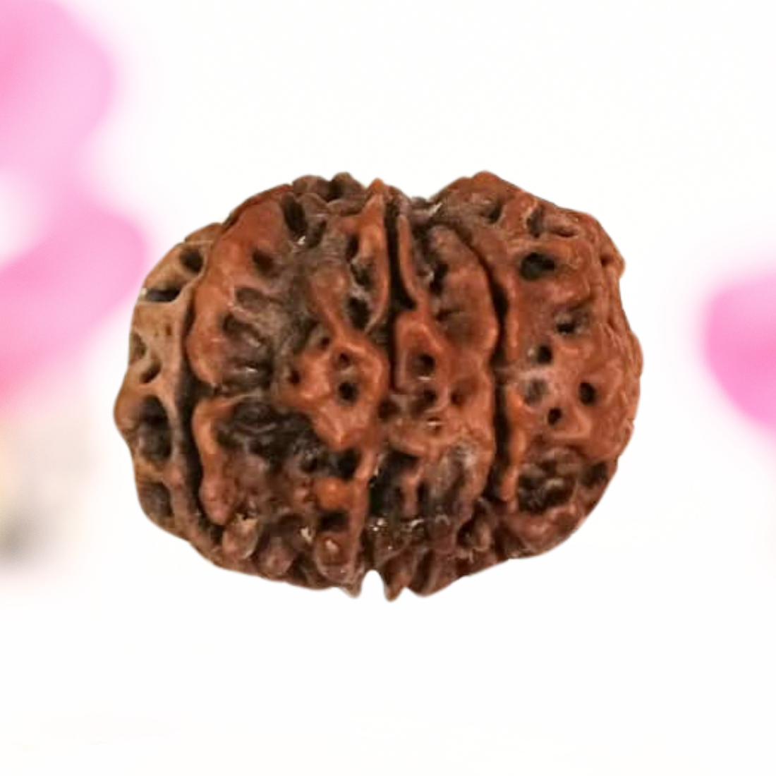 8 Mukhi Nepali Rudraksha - Large