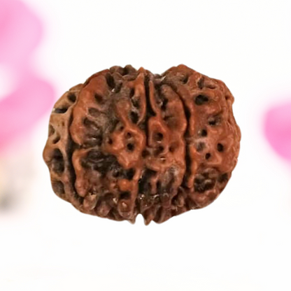 8 Mukhi Nepali Rudraksha - Large