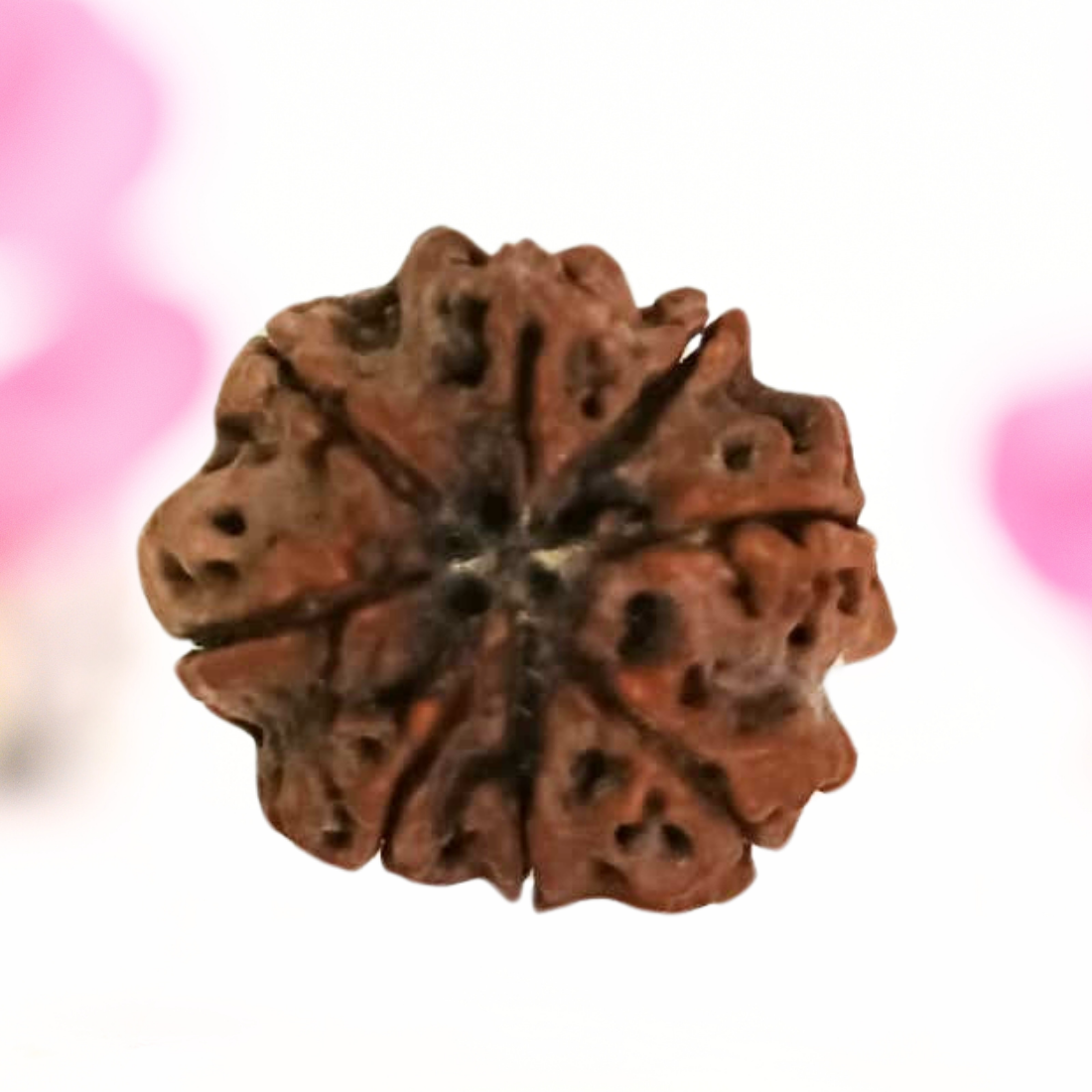 8 Mukhi Nepali Rudraksha - Large