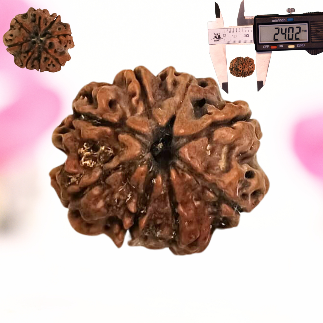 8 Mukhi Nepali Rudraksha - Large