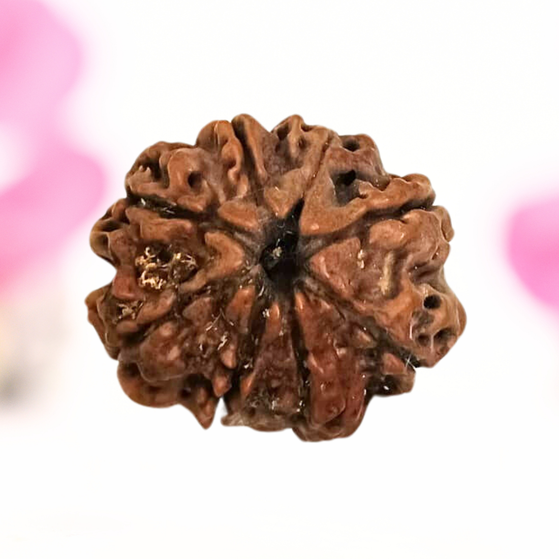 8 Mukhi Nepali Rudraksha - Large