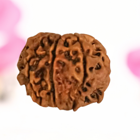 8 Mukhi Nepali Rudraksha - Large