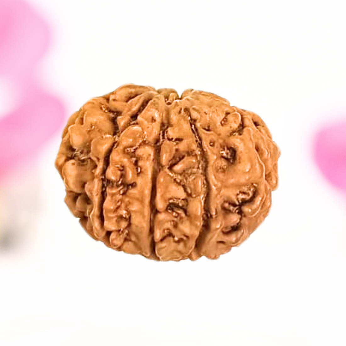 8 Mukhi Nepali Rudraksha - Large