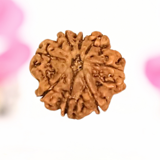 8 Mukhi Nepali Rudraksha - Large