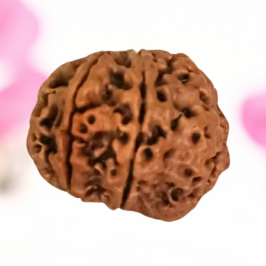 8 Mukhi Nepali Rudraksha - Large