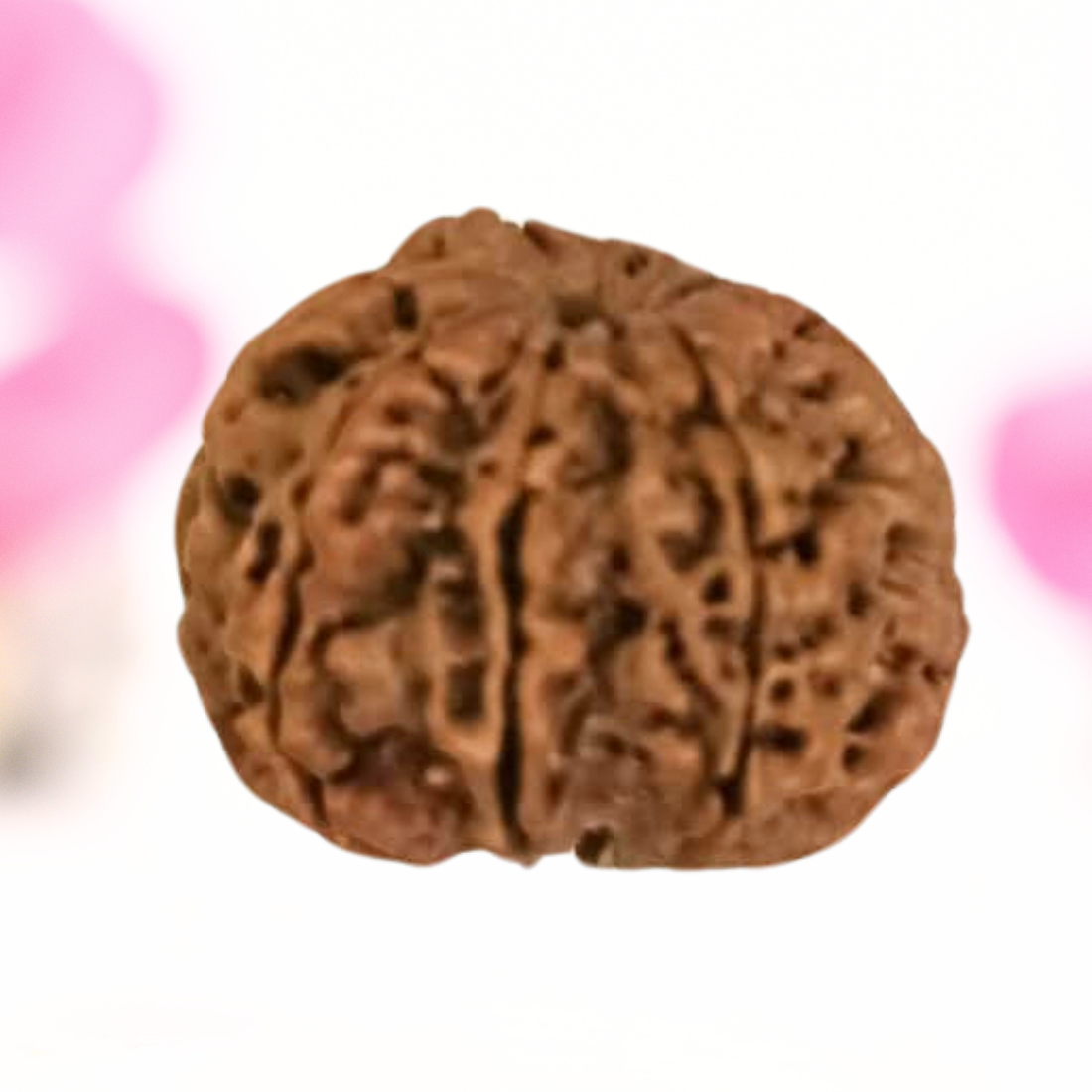8 Mukhi Nepali Rudraksha - Large