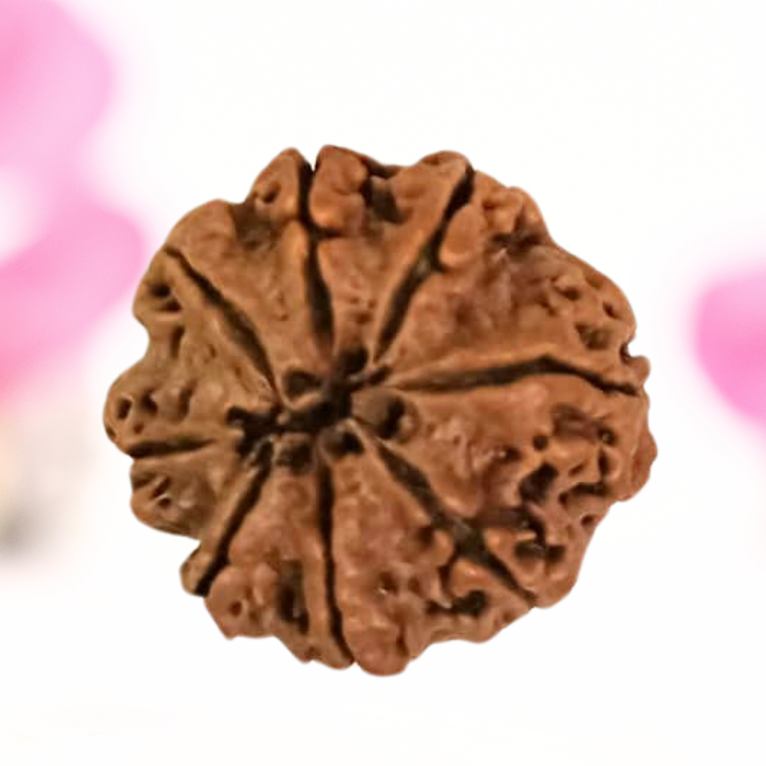 8 Mukhi Nepali Rudraksha - Large