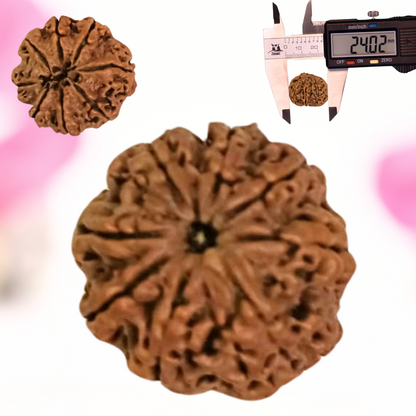 8 Mukhi Nepali Rudraksha - Large