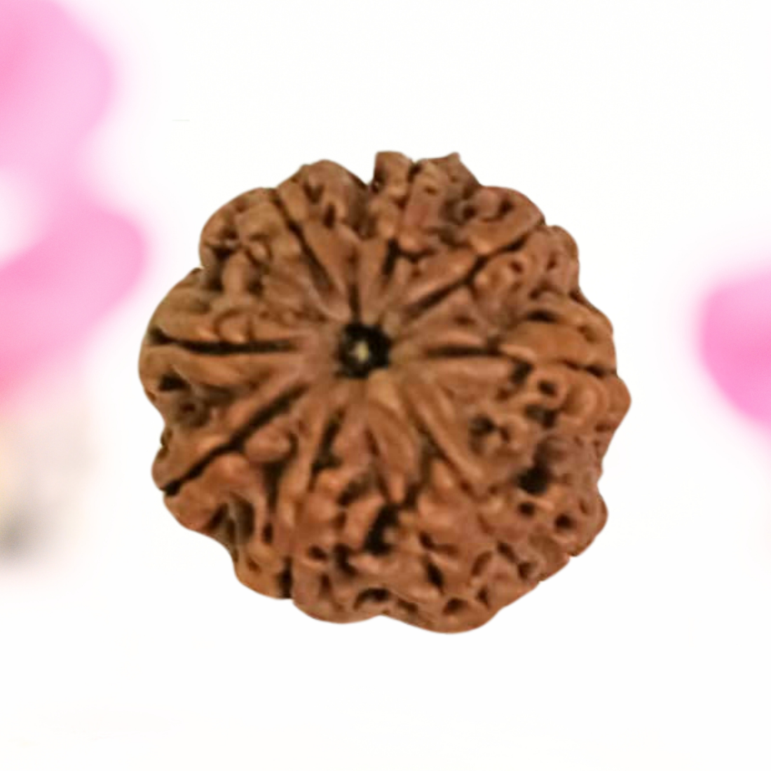 8 Mukhi Nepali Rudraksha - Large