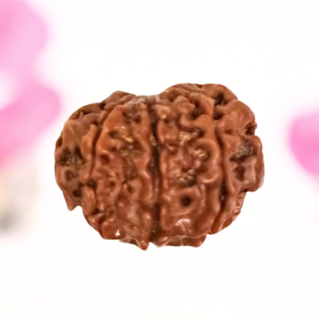 8 Mukhi Nepali Rudraksha - Large