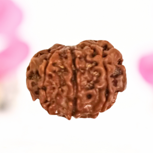 8 Mukhi Nepali Rudraksha - Large