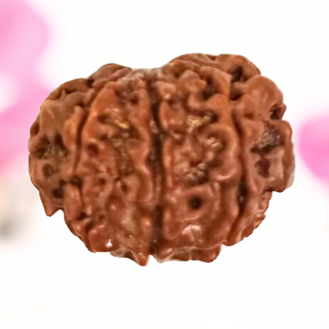 8 Mukhi Nepali Rudraksha - Large