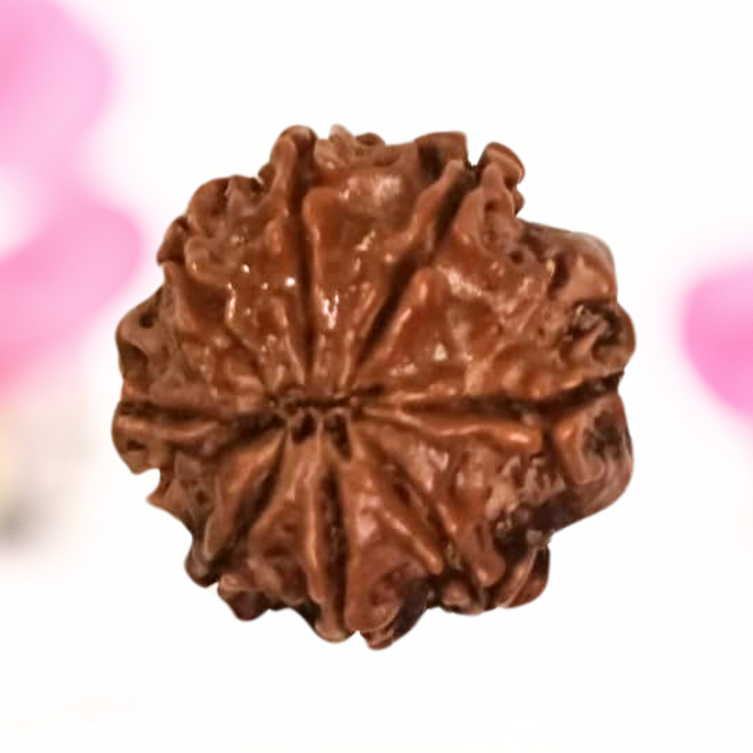 8 Mukhi Nepali Rudraksha - Large