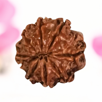 8 Mukhi Nepali Rudraksha - Large