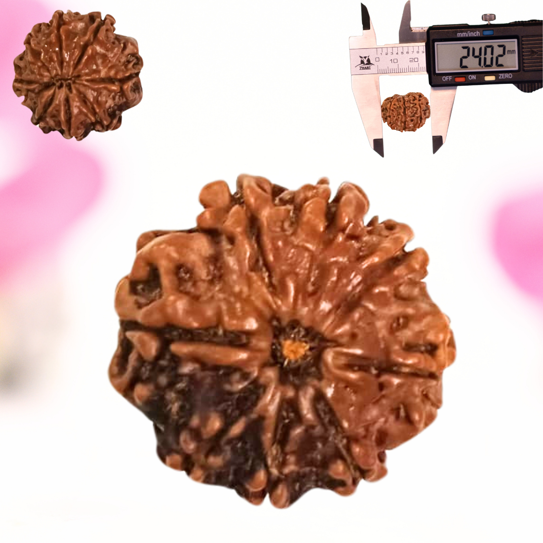 8 Mukhi Nepali Rudraksha - Large