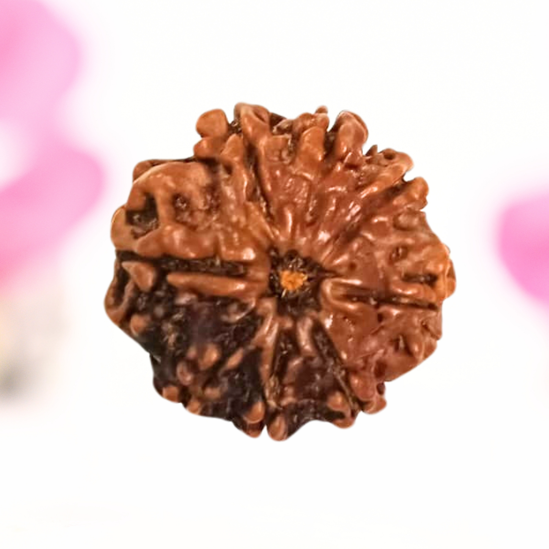 8 Mukhi Nepali Rudraksha - Large