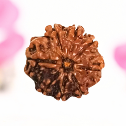 8 Mukhi Nepali Rudraksha - Large
