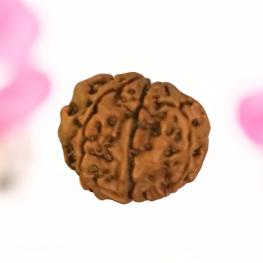 8 Mukhi Nepali Rudraksha - Large