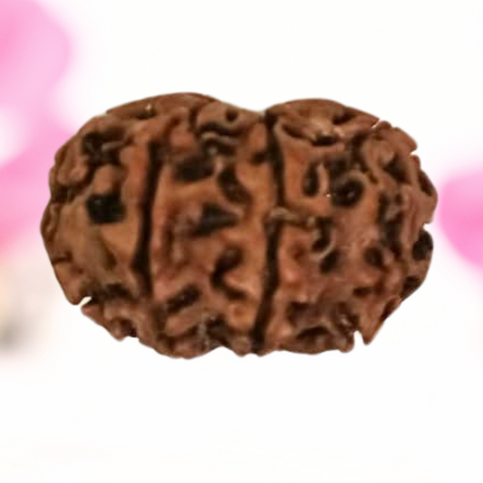 8 Mukhi Nepali Rudraksha - Large