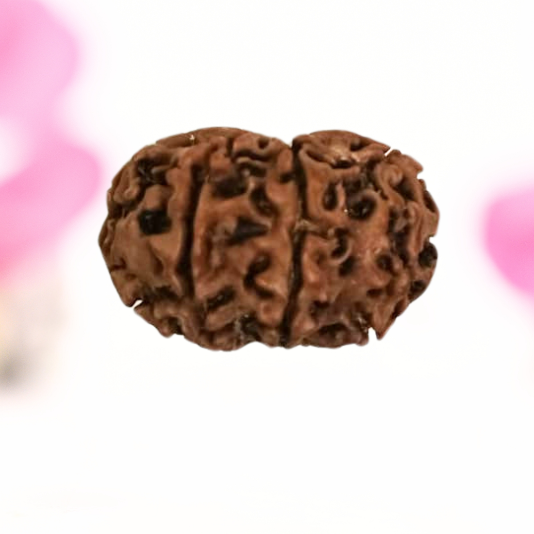 8 Mukhi Nepali Rudraksha - Large